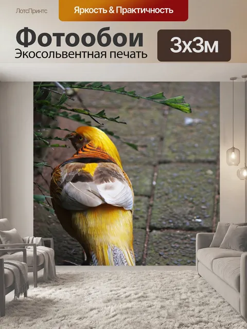 Фотообои яркие цвета золотого фазана