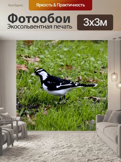 Фотообои Птицы