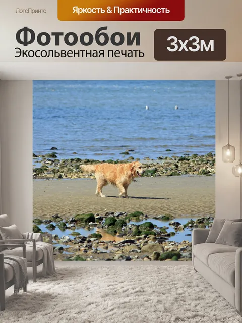 Фотообои Золотой ретривер