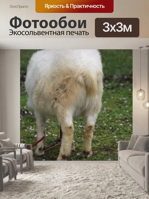 Фотообои Животное