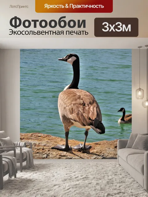 Фотообои Канадские гуси на озере