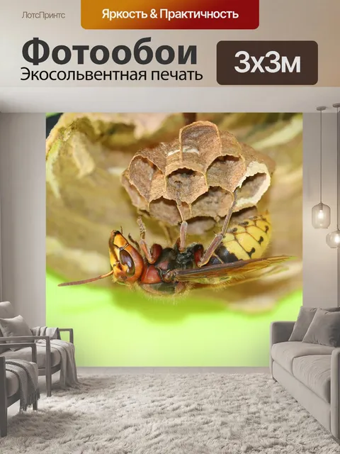 Фотообои Оса