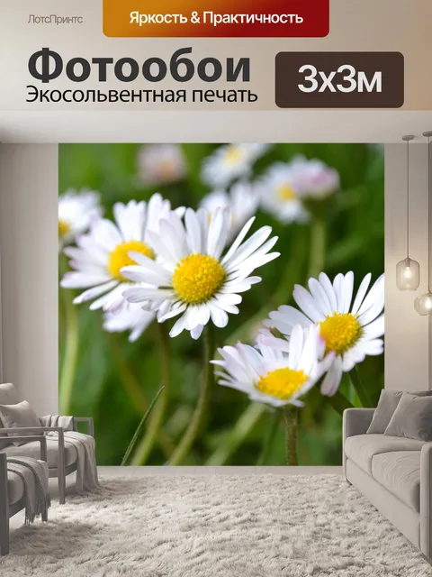 Фотообои Ромашки