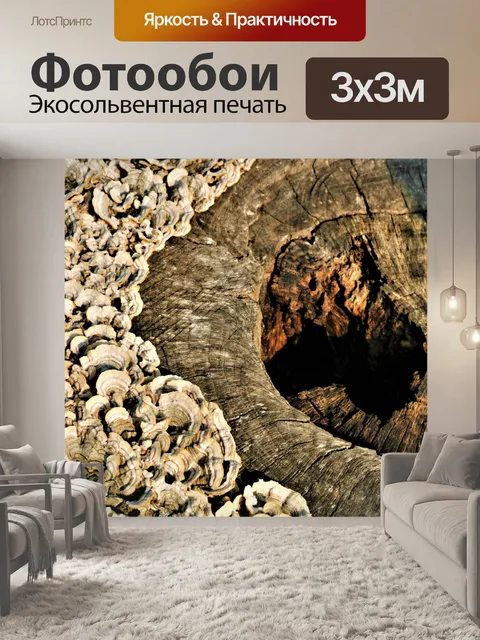 Фотообои Грибы на пне