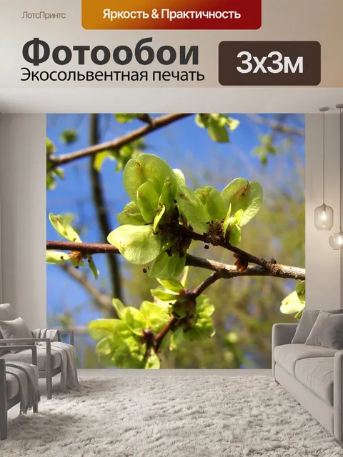 Фотообои Цветущая ветка вяза