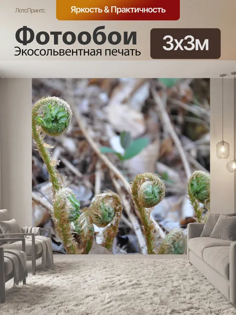 Фотообои Подлесок