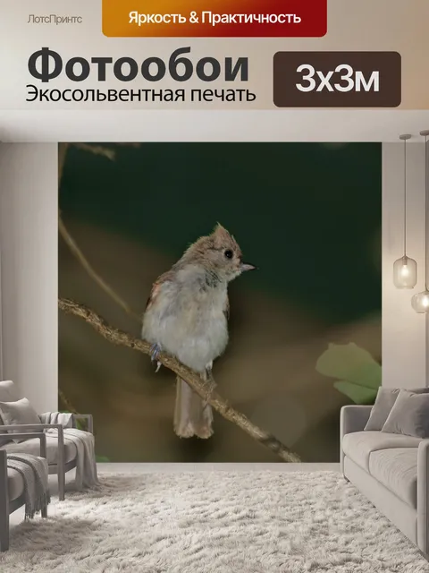 Фотообои Молодые хохлатые синицы на ветке