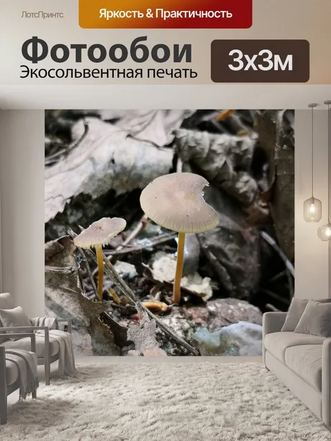 Фотообои Грибы
