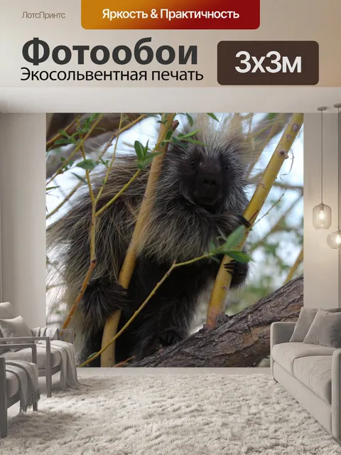 Фотообои Дикобраз в дереве