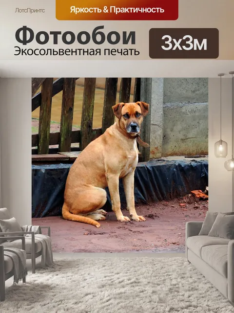 Фотообои Собака