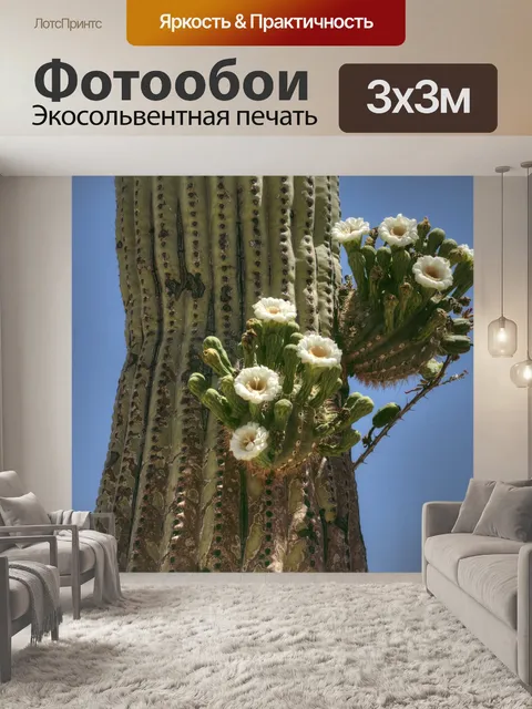 Фотообои Кактус Цветы