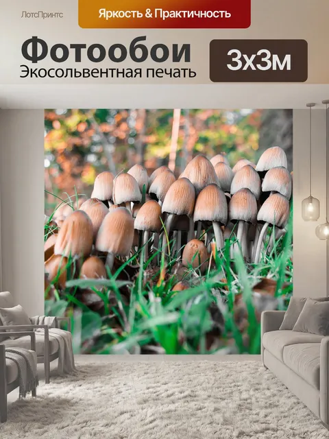 Фотообои Грибы