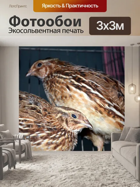 Фотообои Coturnix Перепела