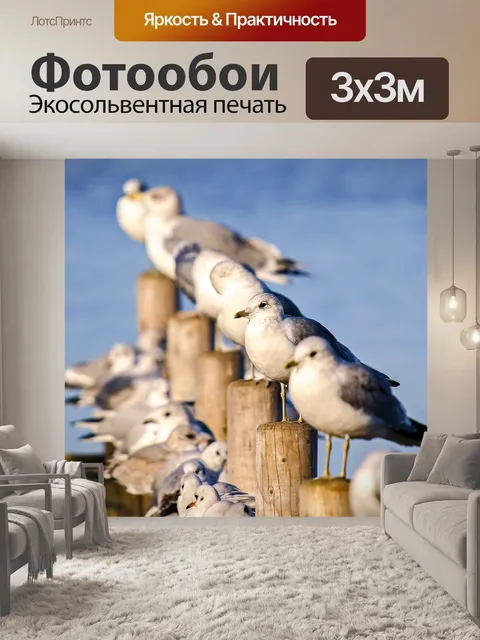 Фотообои Сизая чайка