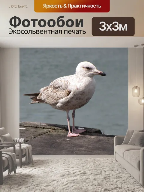 Фотообои Чайка 6