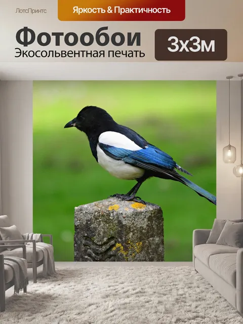 Фотообои Сорока