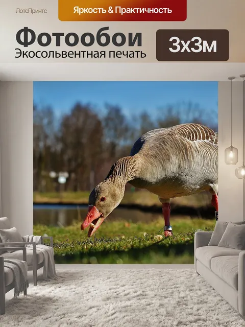 Фотообои Гусь