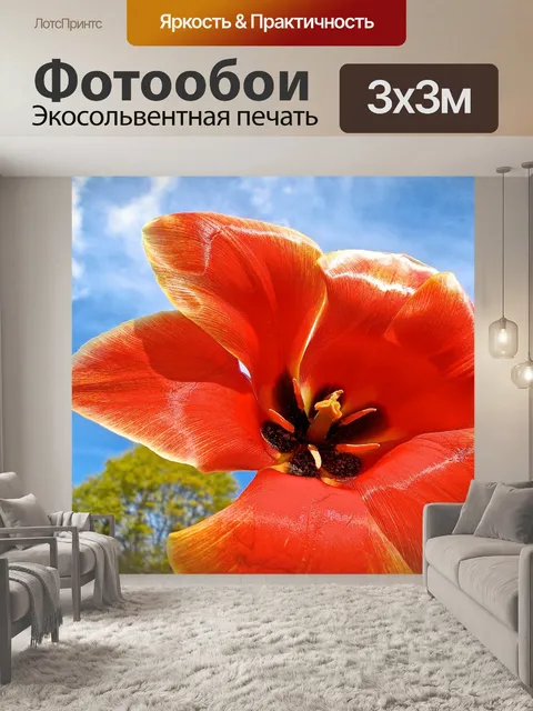 Фотообои Тюльпан