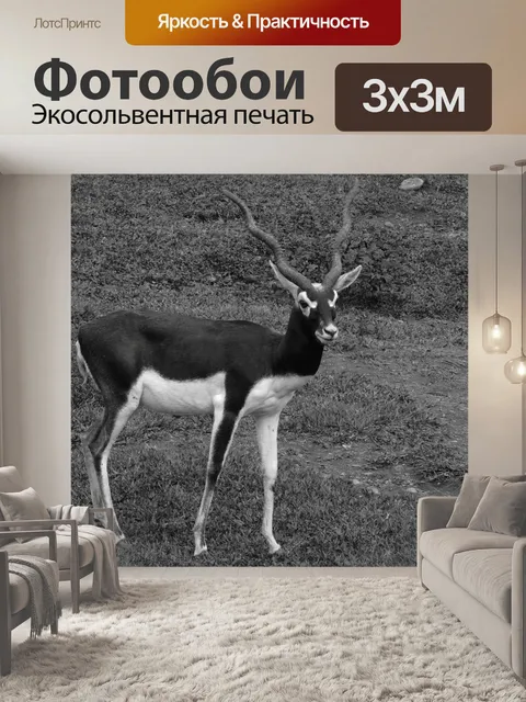 Фотообои Черное и белое