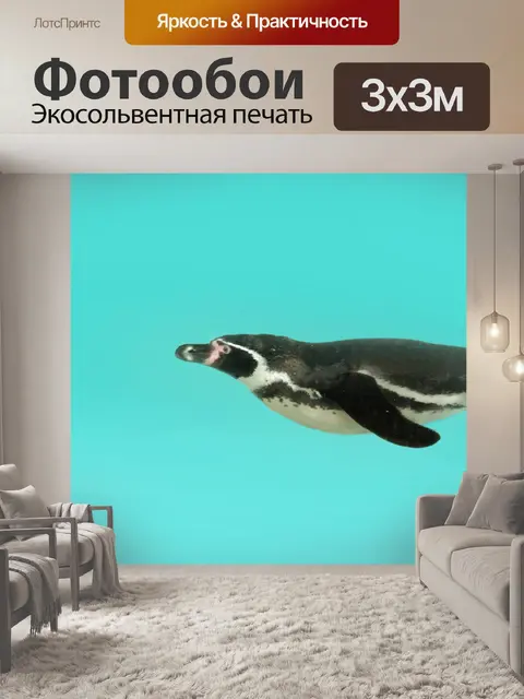 Фотообои Пингвин водолазный зоопарк