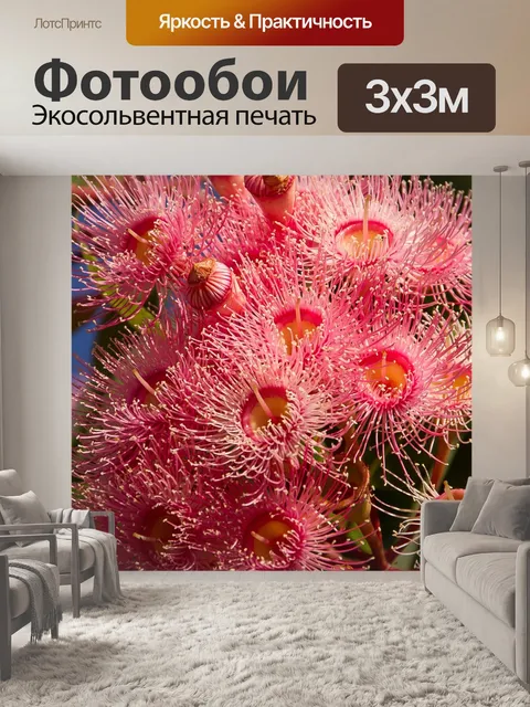 Фотообои Цветы эвкалипта