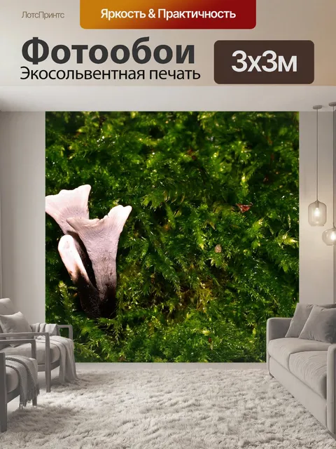 Фотообои Лес