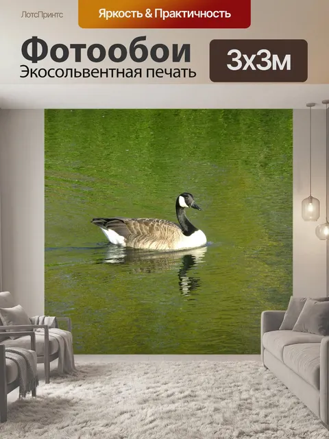 Фотообои Канадская казарка