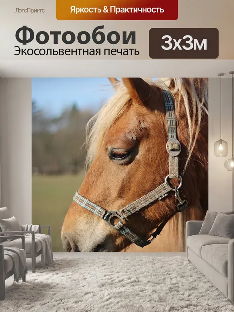 Фотообои Лошадь