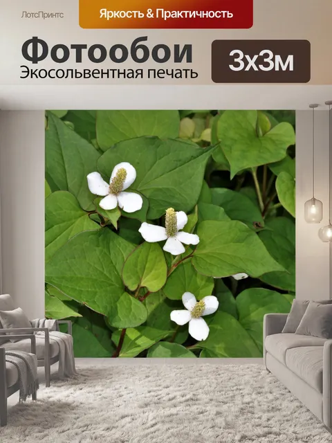 Фотообои Растение хамелеон Цветы крупным планом