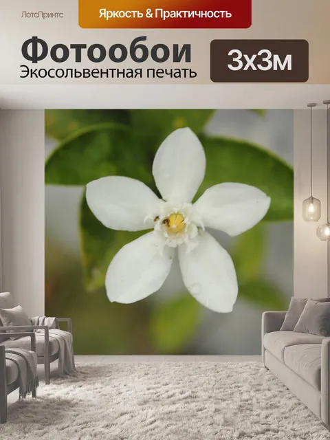 Фотообои белый цветок
