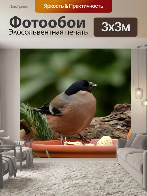 Фотообои Птица