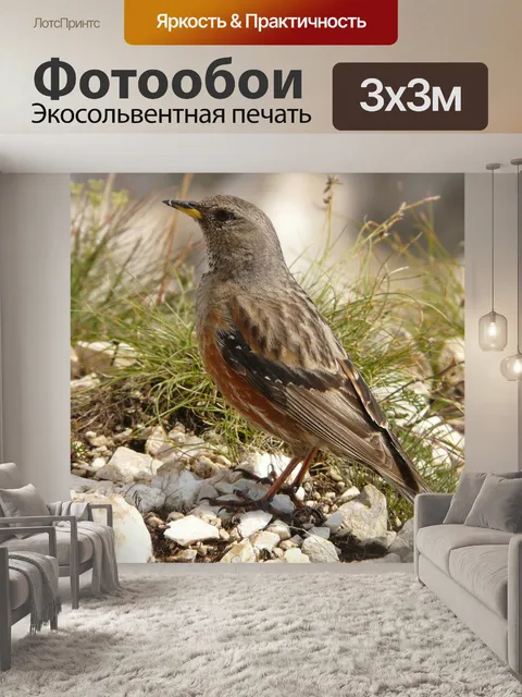 Фотообои Птица