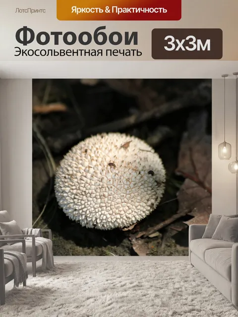 Фотообои Белый гриб Puffball