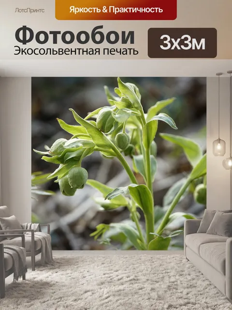Фотообои Цветы