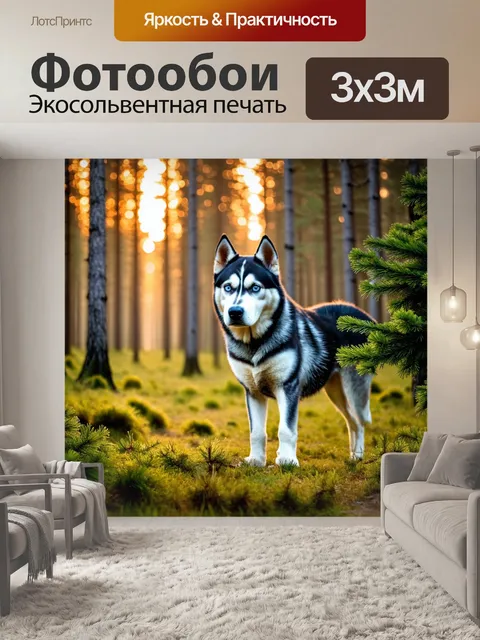 Фотообои хаски в лесу, окруженный еловыми деревьями, чувствуя свежий запах хвои, в свете заката