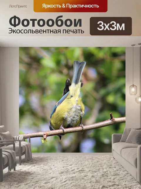 Фотообои Птица