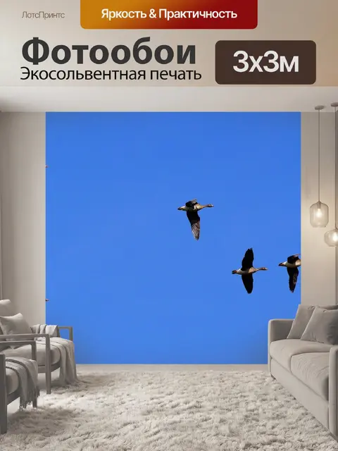 Фотообои Птицы