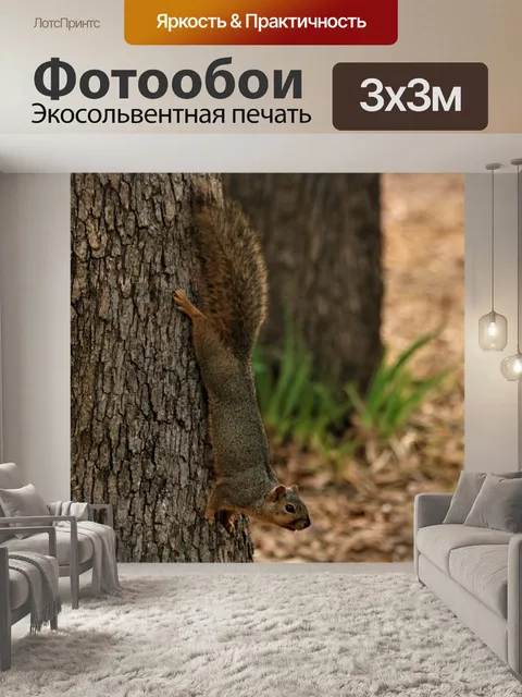 Фотообои Белка спускается с дерева