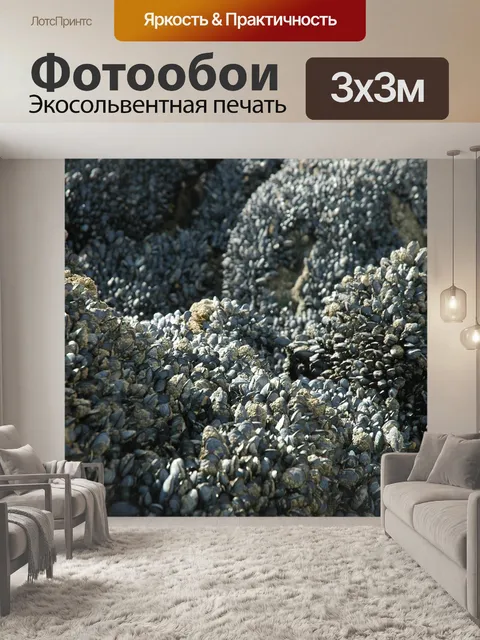 Фотообои Моллюски