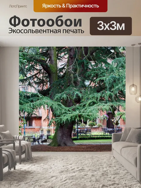 Фотообои Кедровое дерево