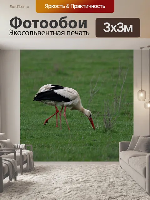 Фотообои Аист