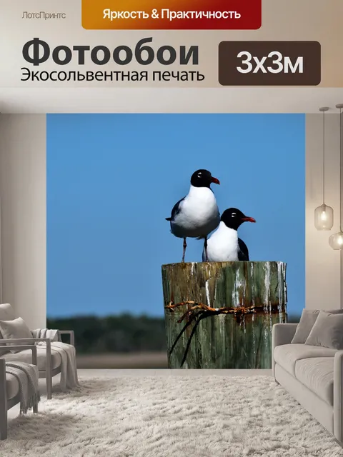 Фотообои Смеющийся чайка