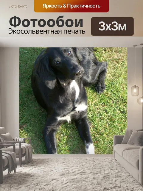Фотообои Собака