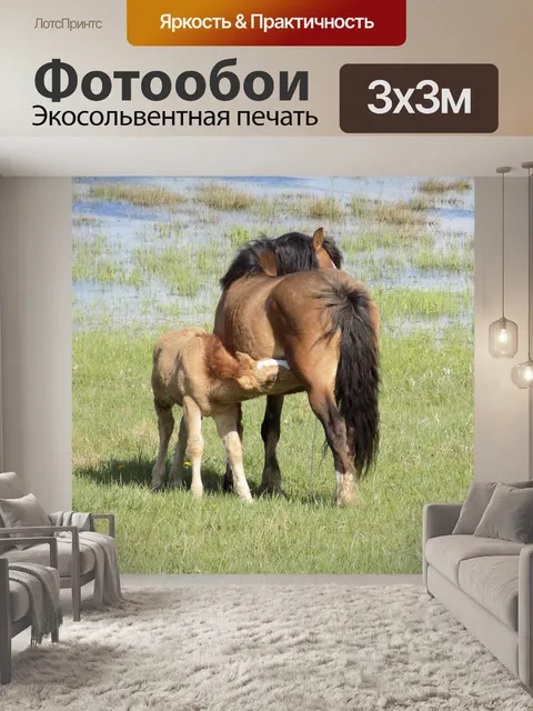 Фотообои Лошади