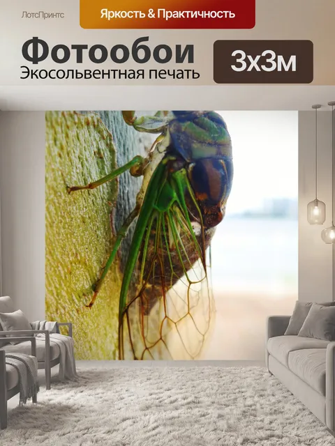 Фотообои Цикада