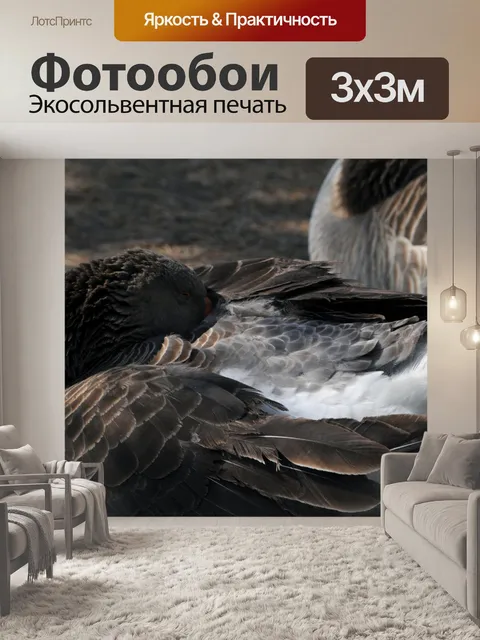 Фотообои Спящая Гусь