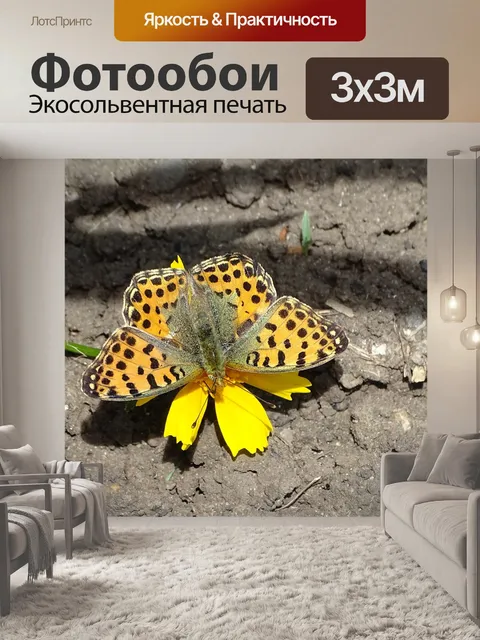 Фотообои Бабочка