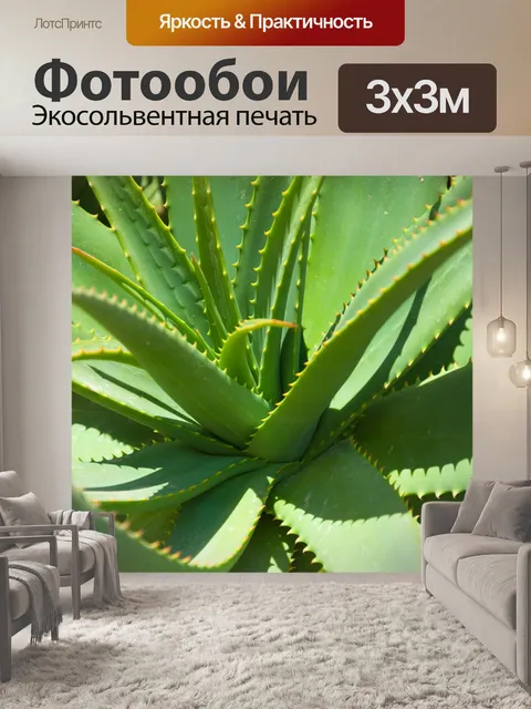 Фотообои Алоэ вера растение