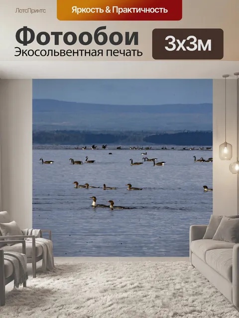 Фотообои Утки в озере