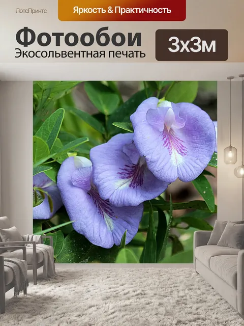 Фотообои Фиолетовый цвет бабочки бабочки